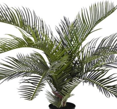 Tropische neppe planten: zo koop je er eentje van kwaliteit 9 cycas nep