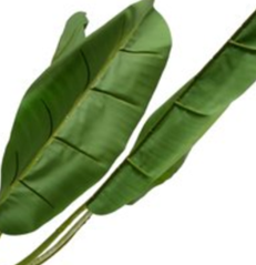 Tropische neppe planten: zo koop je er eentje van kwaliteit 5 kunst bananenplant
