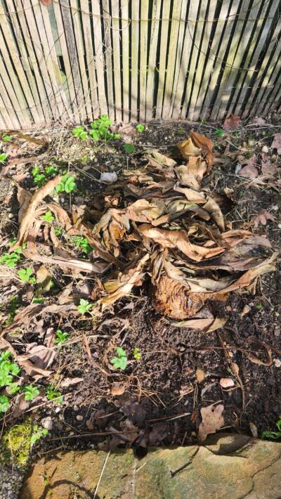 1 basjoo mulch 1 basjoo mulch