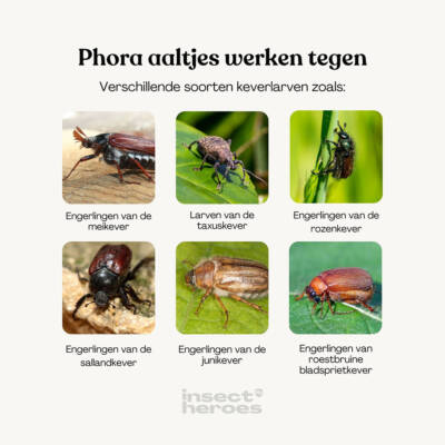 Heterorhabditis bacteriophora