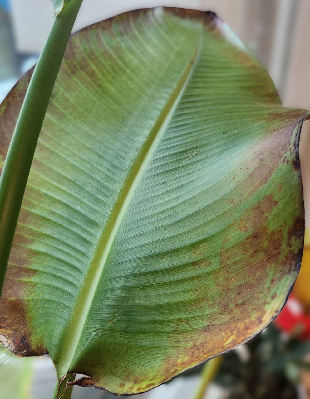 Trips Trips herkennen