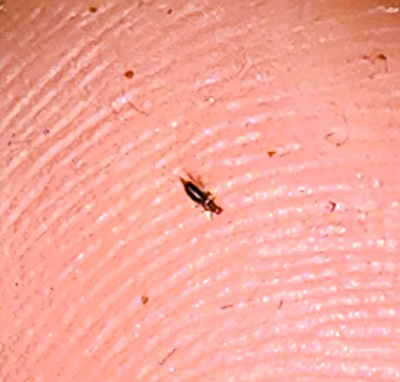 Trips foto Hoe ziet trips eruit?